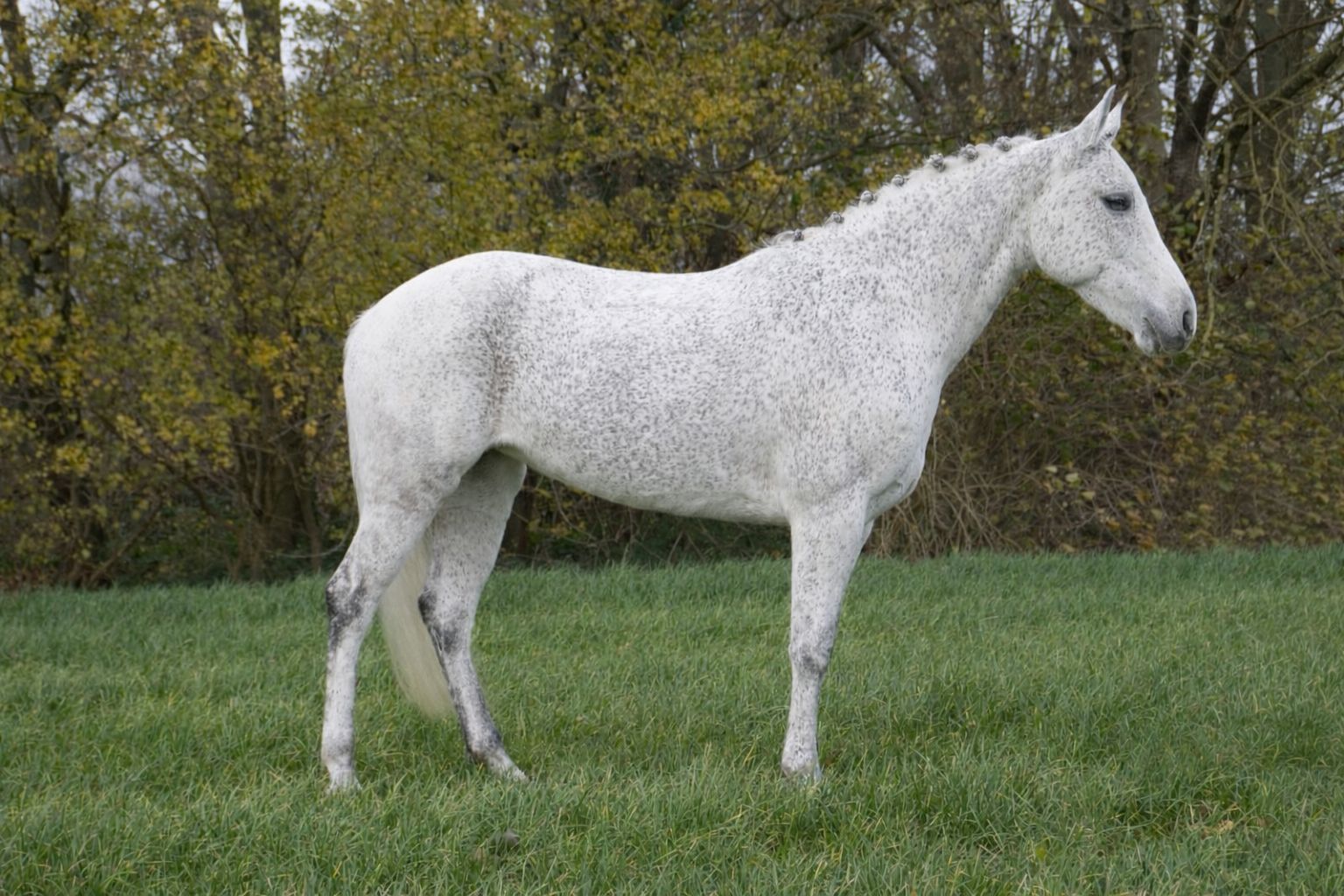 new-forest springpony merrie 9 years old schimmel for sale - Photo 5