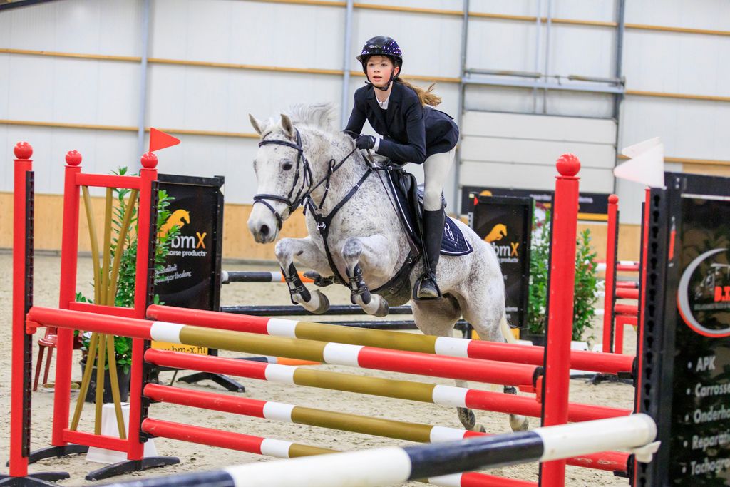 new-forest springpony merrie 9 years old schimmel for sale - Photo 4