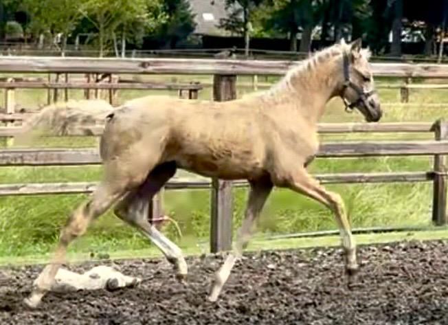 nrps allround-pony merrie 1 lat palomino na sprzedaż - Zdjęcie 2