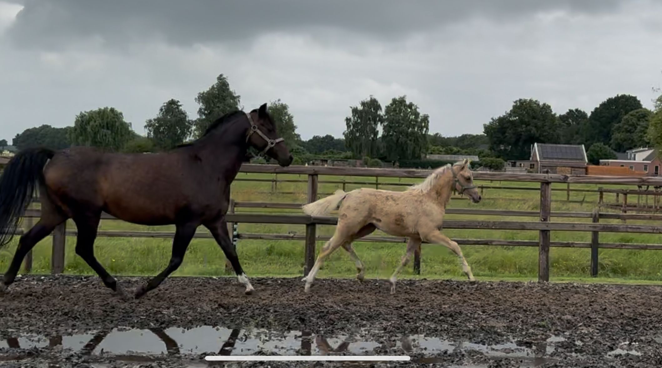 nrps allround-pony merrie 1 lat palomino na sprzedaż - Zdjęcie 3
