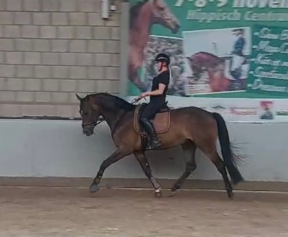 kwpn dressuurpaard ruin 4 years old donkerbruin for sale - Photo 3