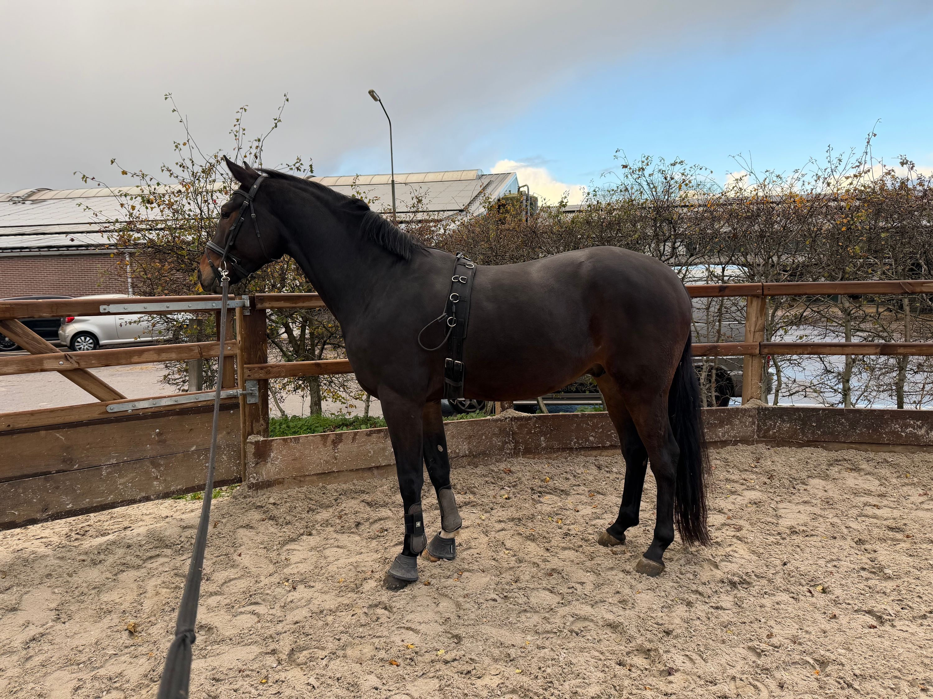 kwpn dressuurpaard ruin 4 years old donkerbruin for sale - Photo 5