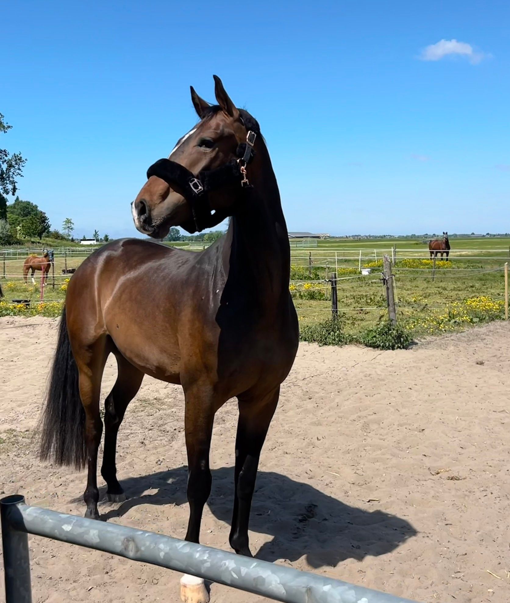 kwpn dressuurpaard ruin 4 years old donkerbruin for sale - Photo 2
