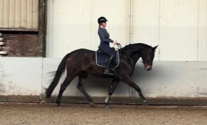 kwpn dressuurpaard ruin 4 years old donkerbruin for sale - Photo 4