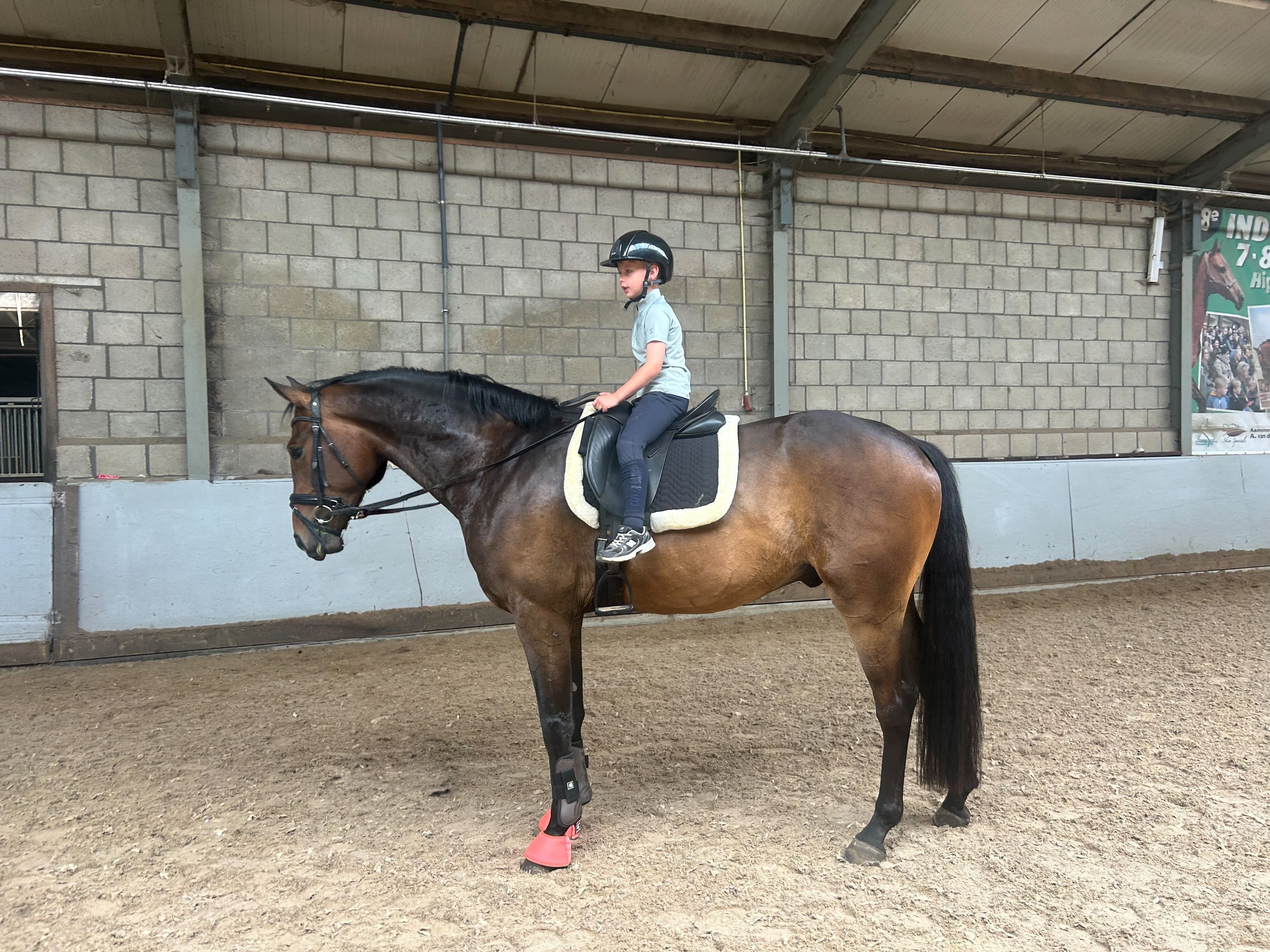 kwpn dressuurpaard ruin 4 years old donkerbruin for sale - Photo 6