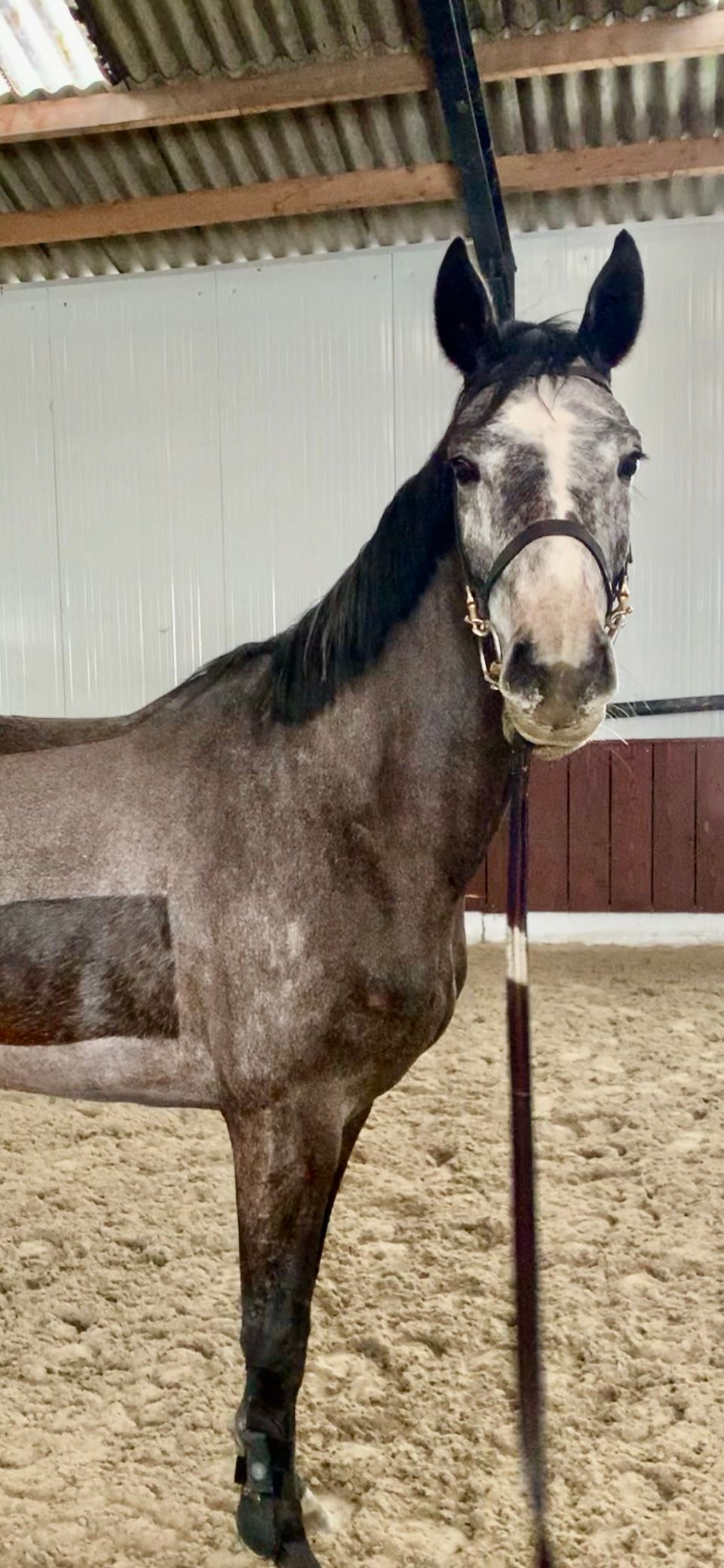 kwpn springpaard merrie 5 years old schimmel for sale - Main photo