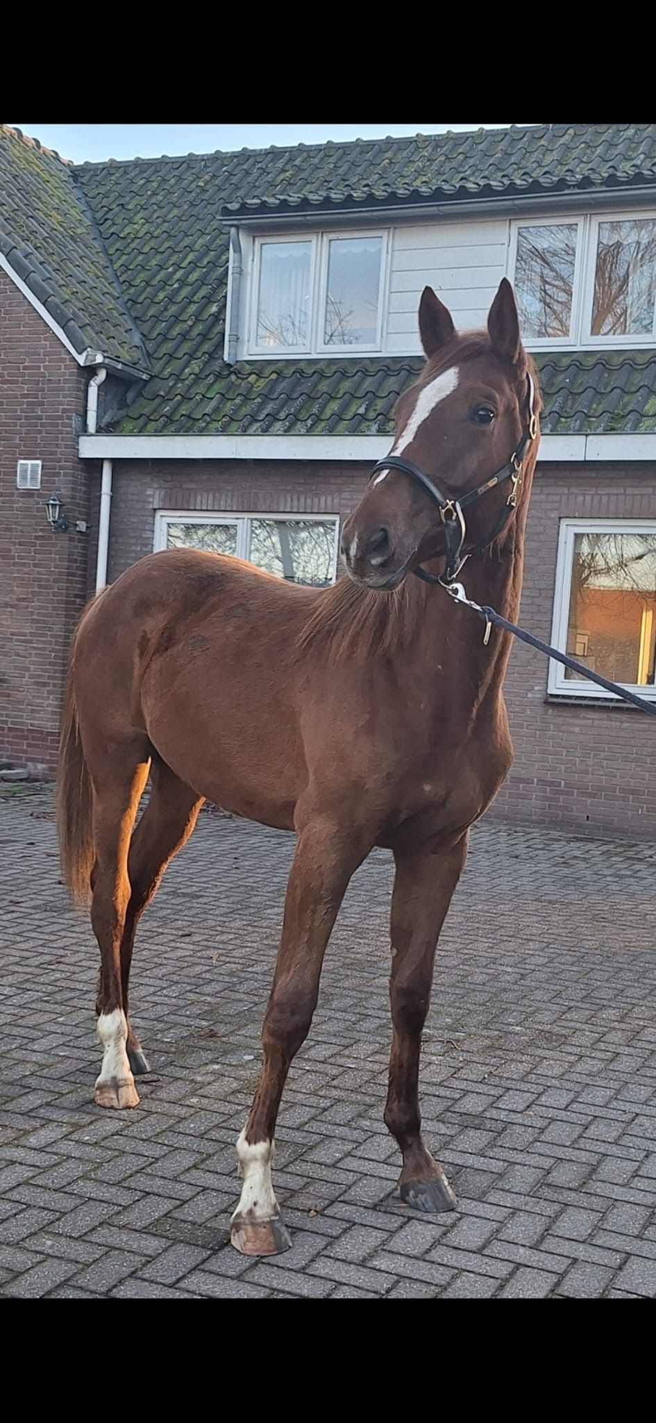 zangersheide springpaard ruin 2 years old vos for sale - Main photo