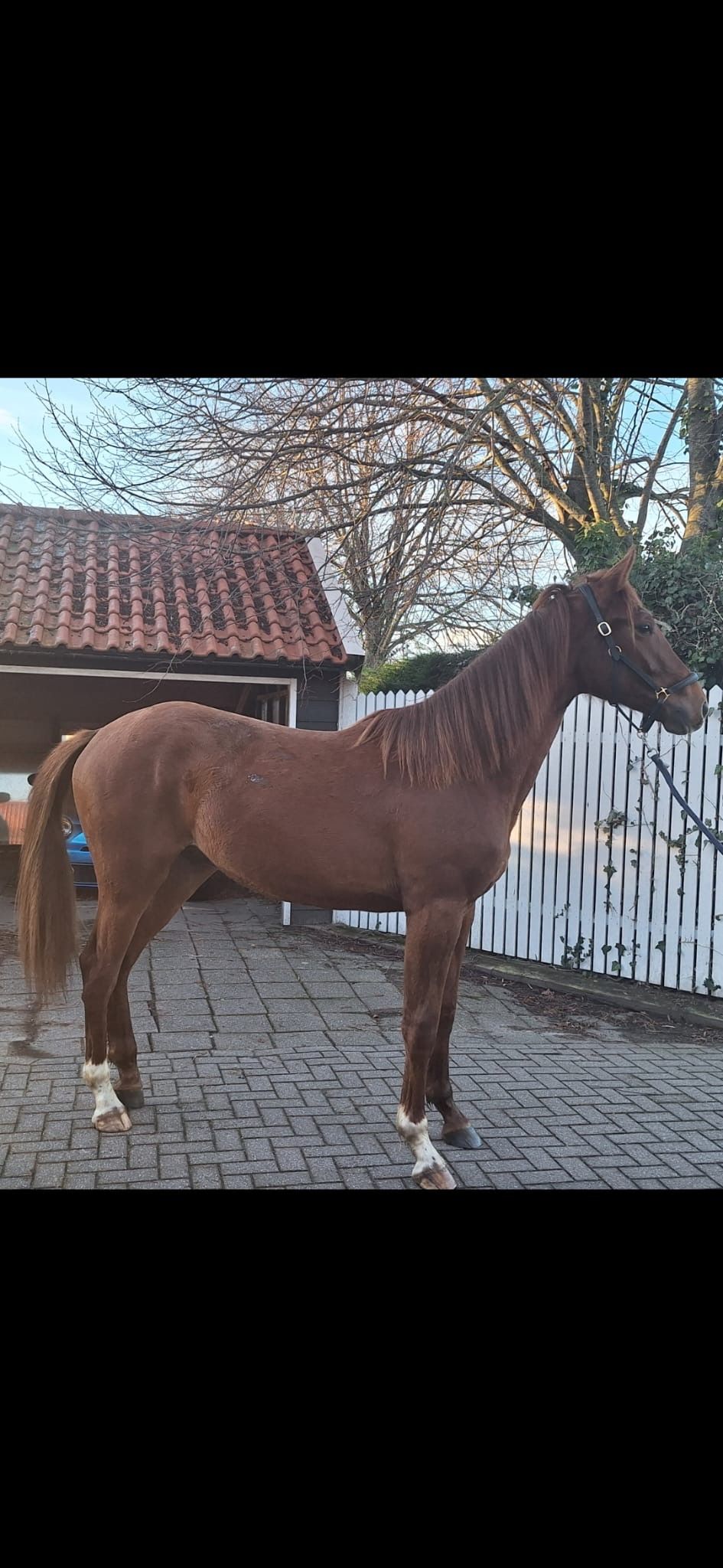 zangersheide springpaard ruin 2 years old vos for sale - Photo 3