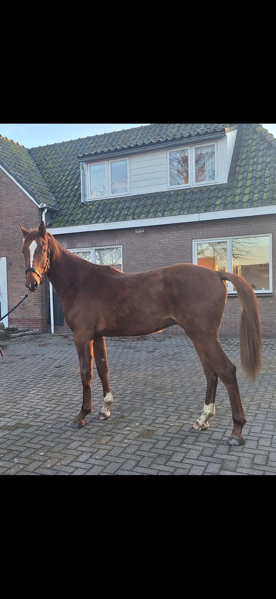 zangersheide springpaard ruin 2 years old vos for sale - Photo 4