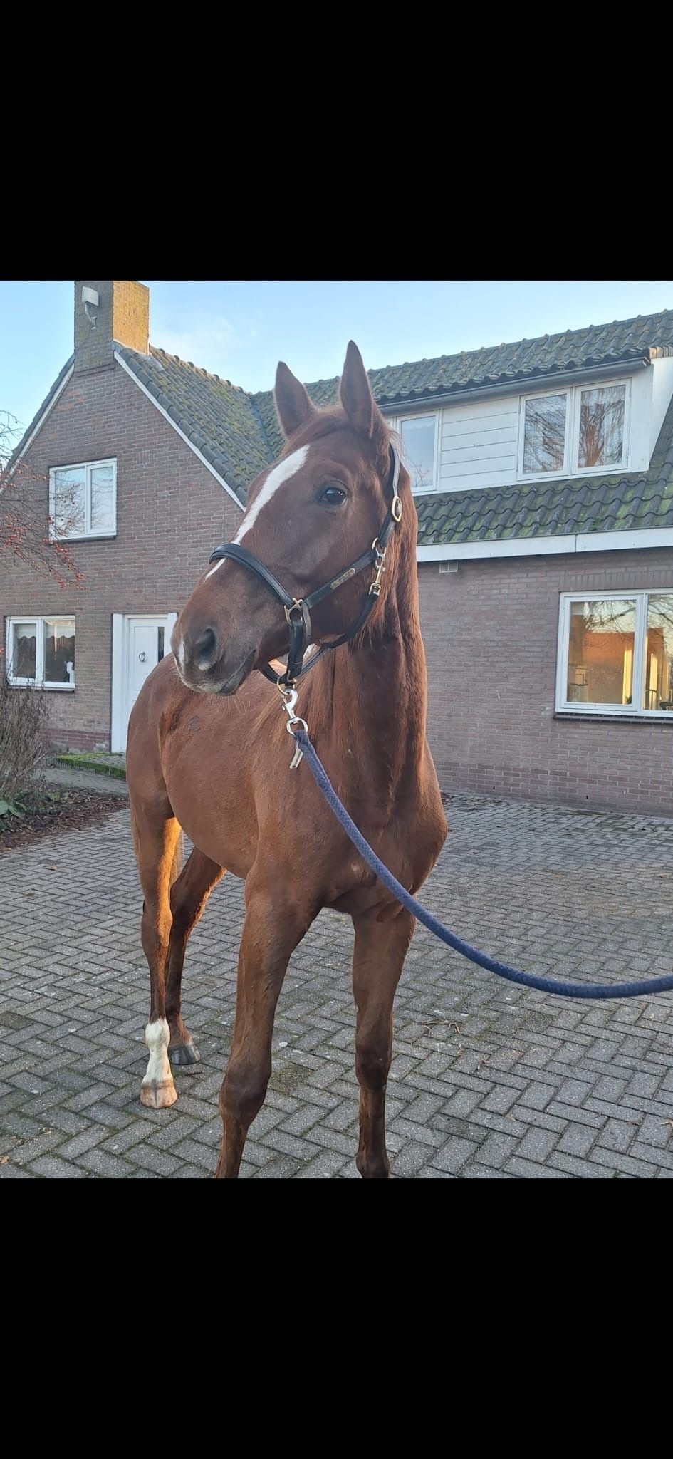 zangersheide springpaard ruin 2 years old vos for sale - Photo 2