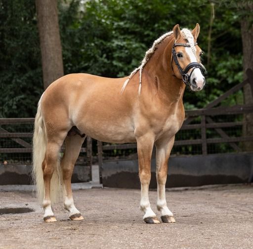 En söt och villig 6-årig ponny