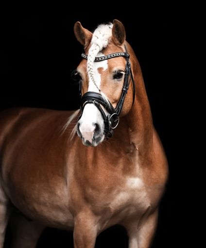 haflinger dressuurpony ruin 6 år till salu - Foto 3