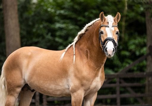 haflinger dressuurpony ruin 6 år till salu - Foto 2