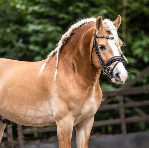 haflinger dressuurpony ruin 6 år till salu - Foto 4
