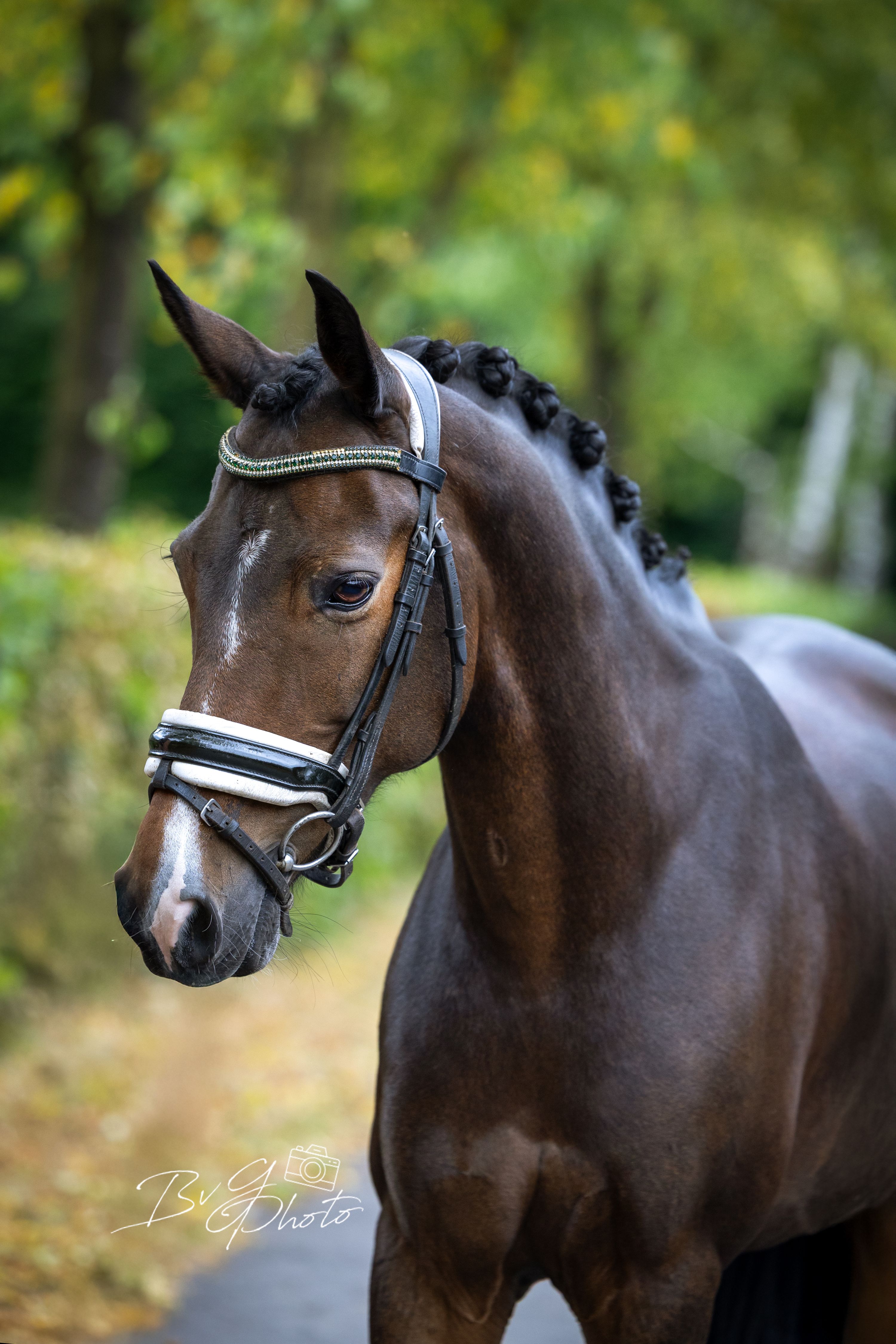 🌟 Talented Z2 learning pony for sale 🌟