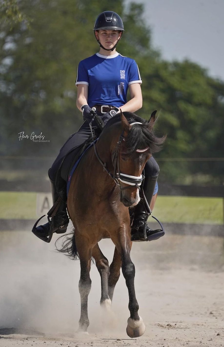 new-forest dressuurpony merrie 10 years old donkerbruin for sale - Photo 3