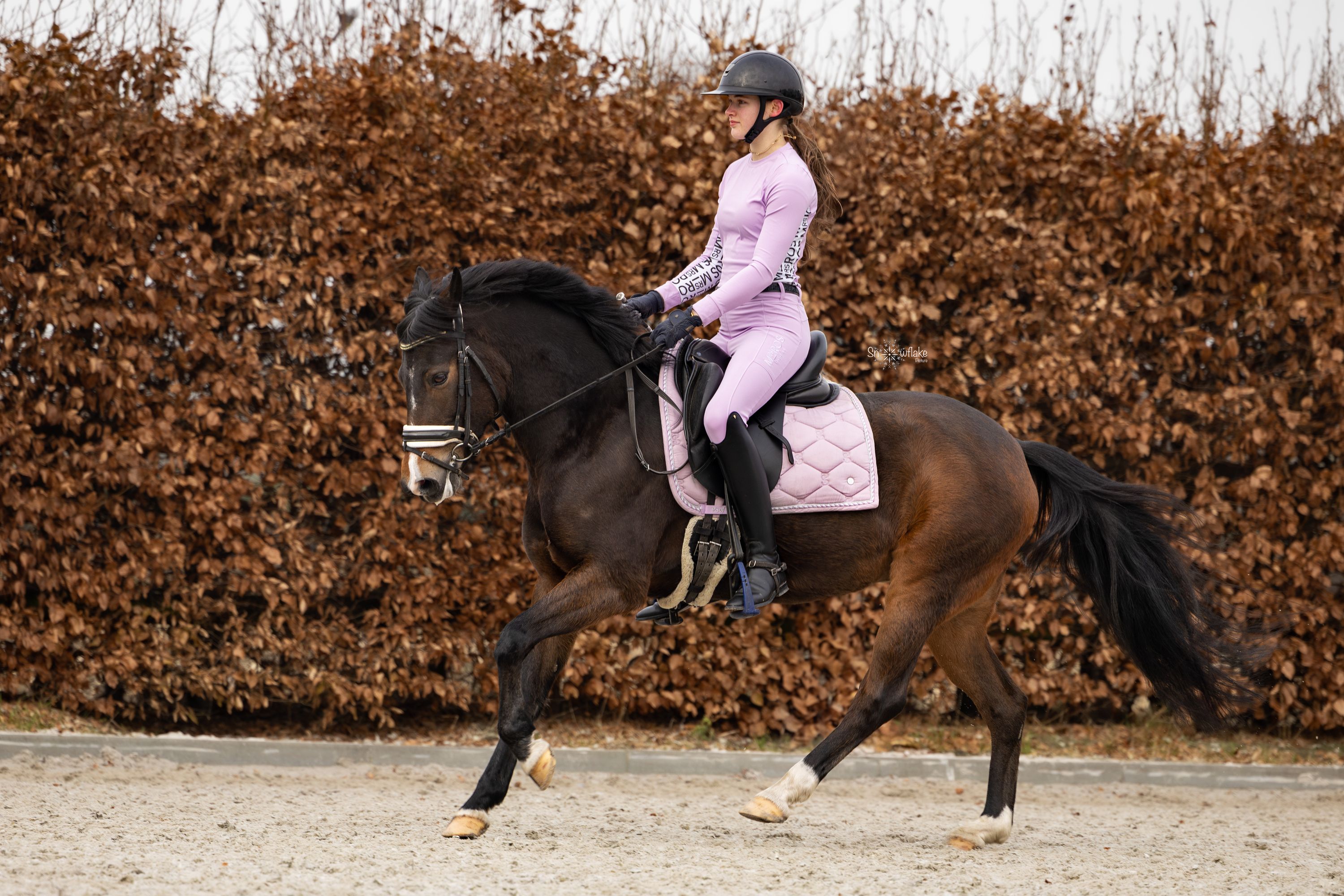 new-forest dressuurpony merrie 10 years old donkerbruin for sale - Photo 4