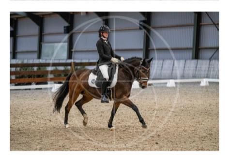 new-forest dressuurpony merrie 10 years old donkerbruin for sale - Photo 2