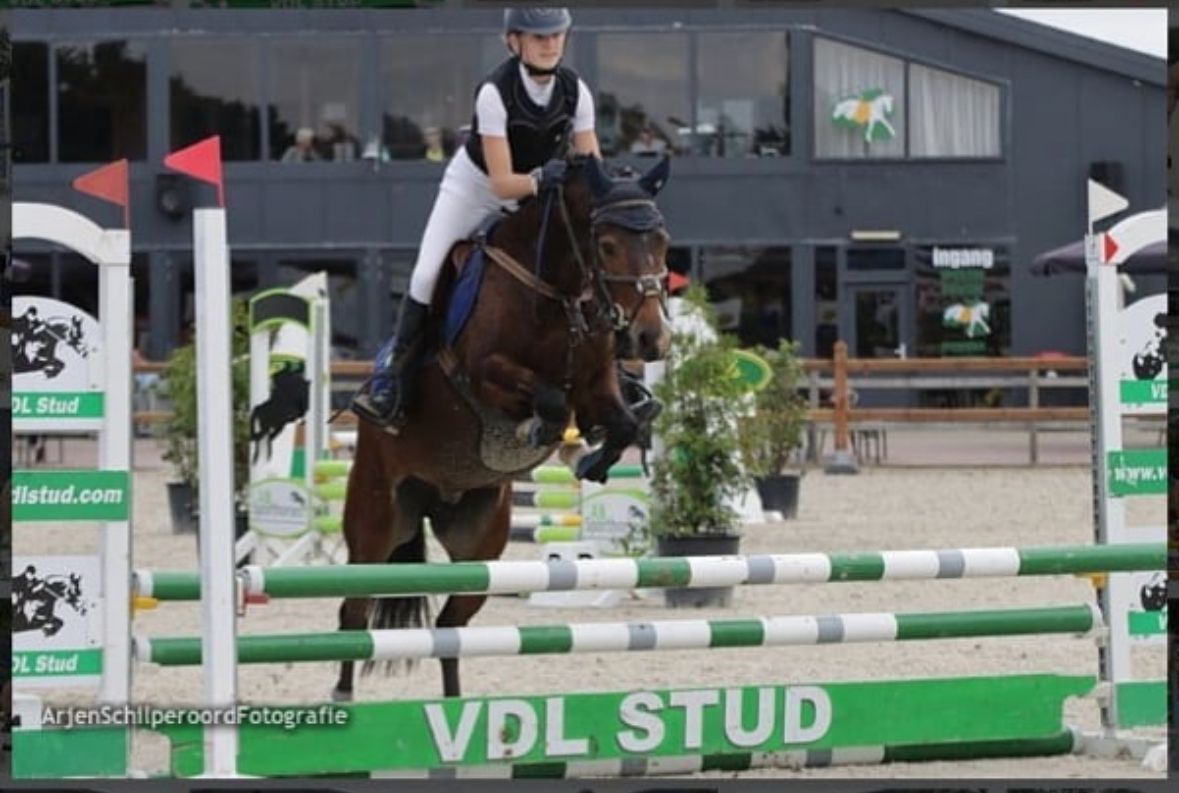new-forest dressuurpony merrie 10 years old donkerbruin for sale - Photo 5