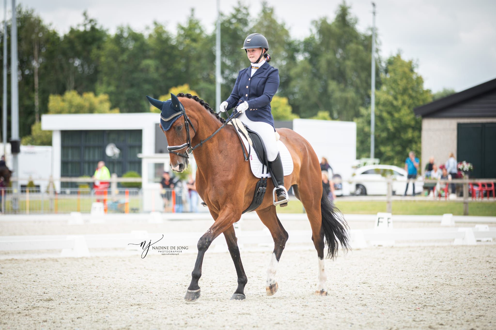 Bellissimo castrone da dressage KWPN