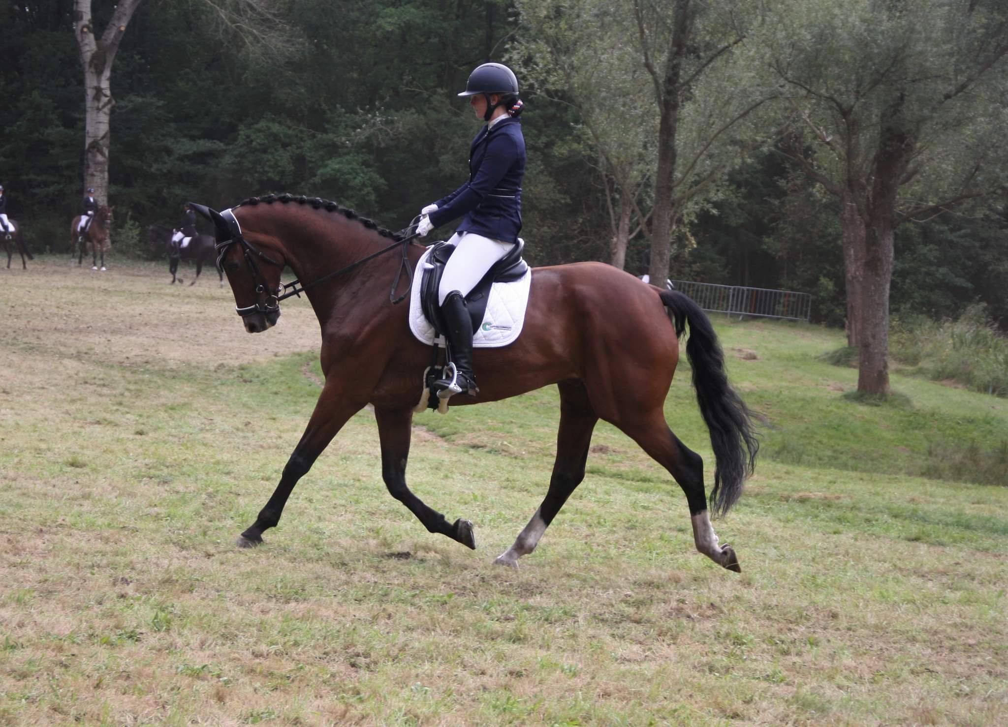 kwpn dressuurpaard ruin 11 ani bruin de vânzare - Foto 4