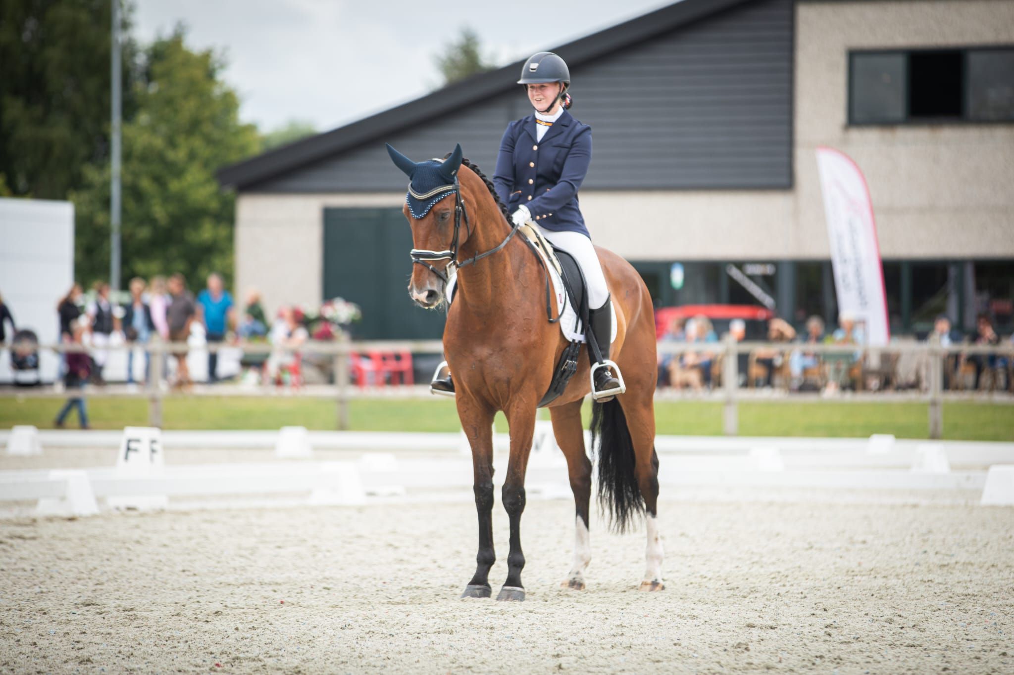 kwpn dressuurpaard ruin 11 ani bruin de vânzare - Foto 2