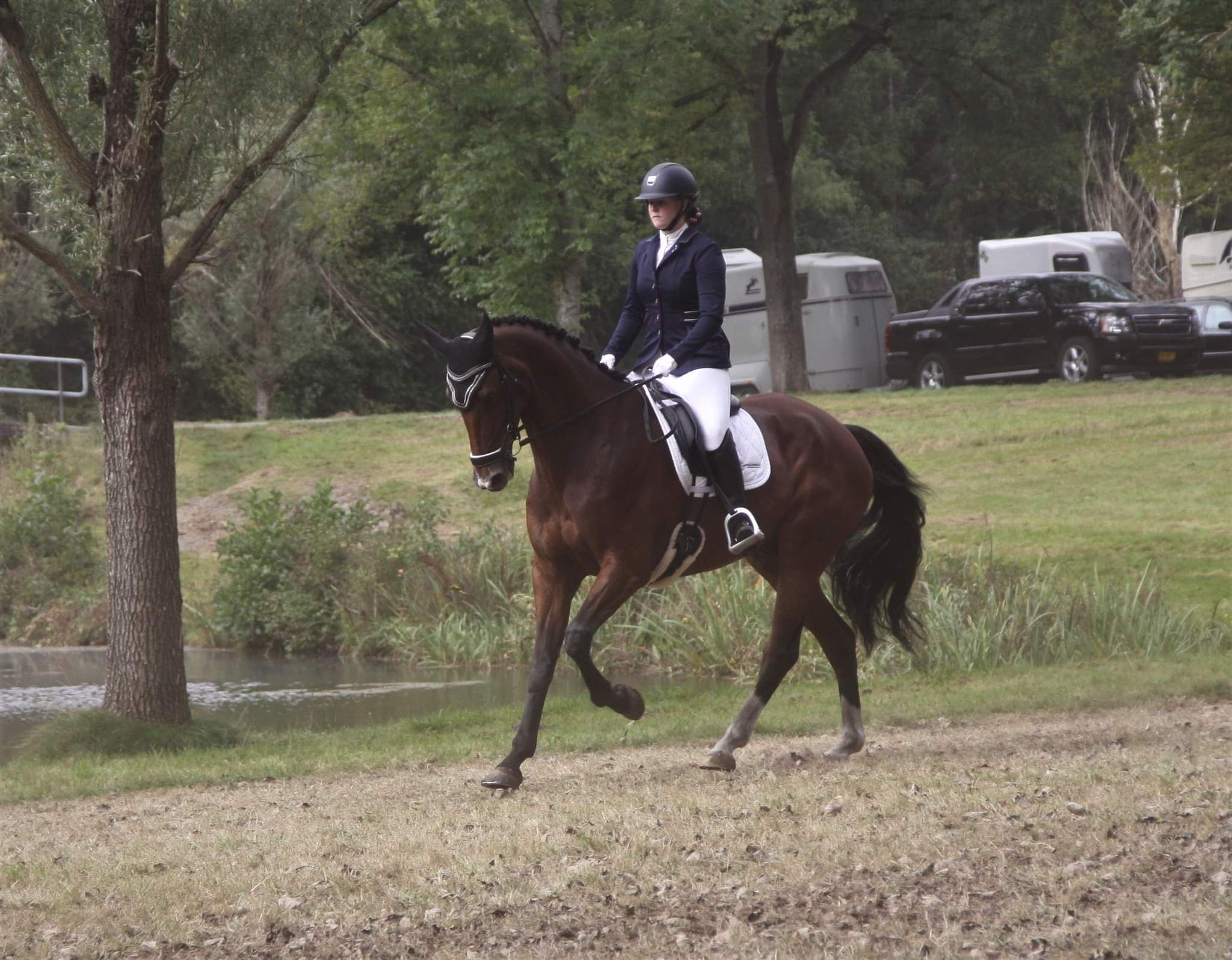 kwpn dressuurpaard ruin 11 ani bruin de vânzare - Foto 5