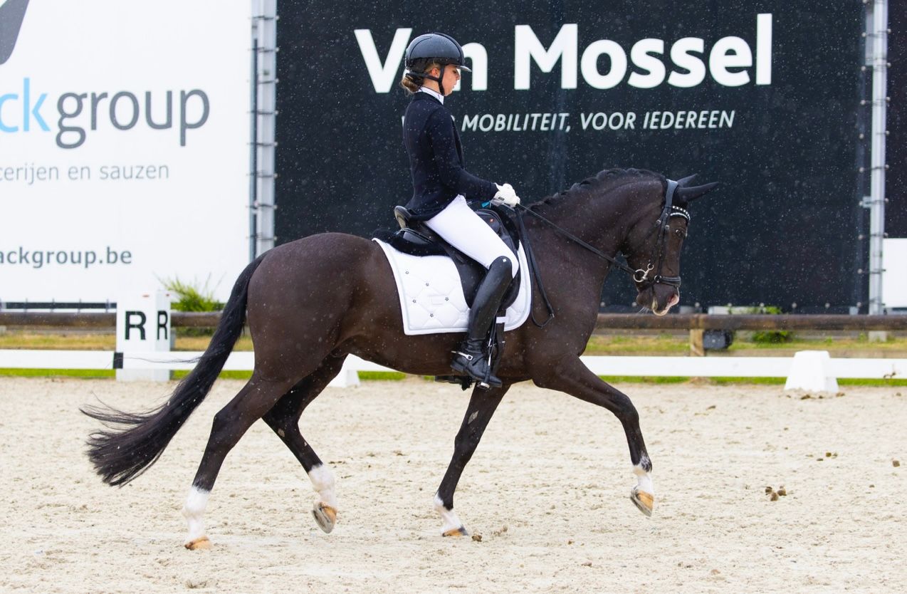 dressuurpony ruin 8 years old zwart for sale - Main photo