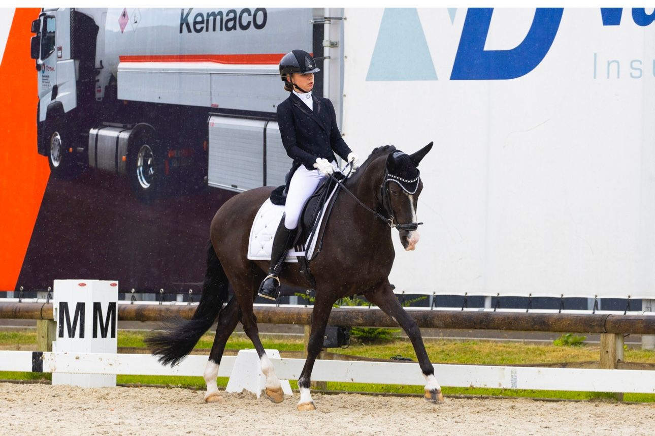 dressuurpony ruin 8 years old zwart for sale - Photo 2