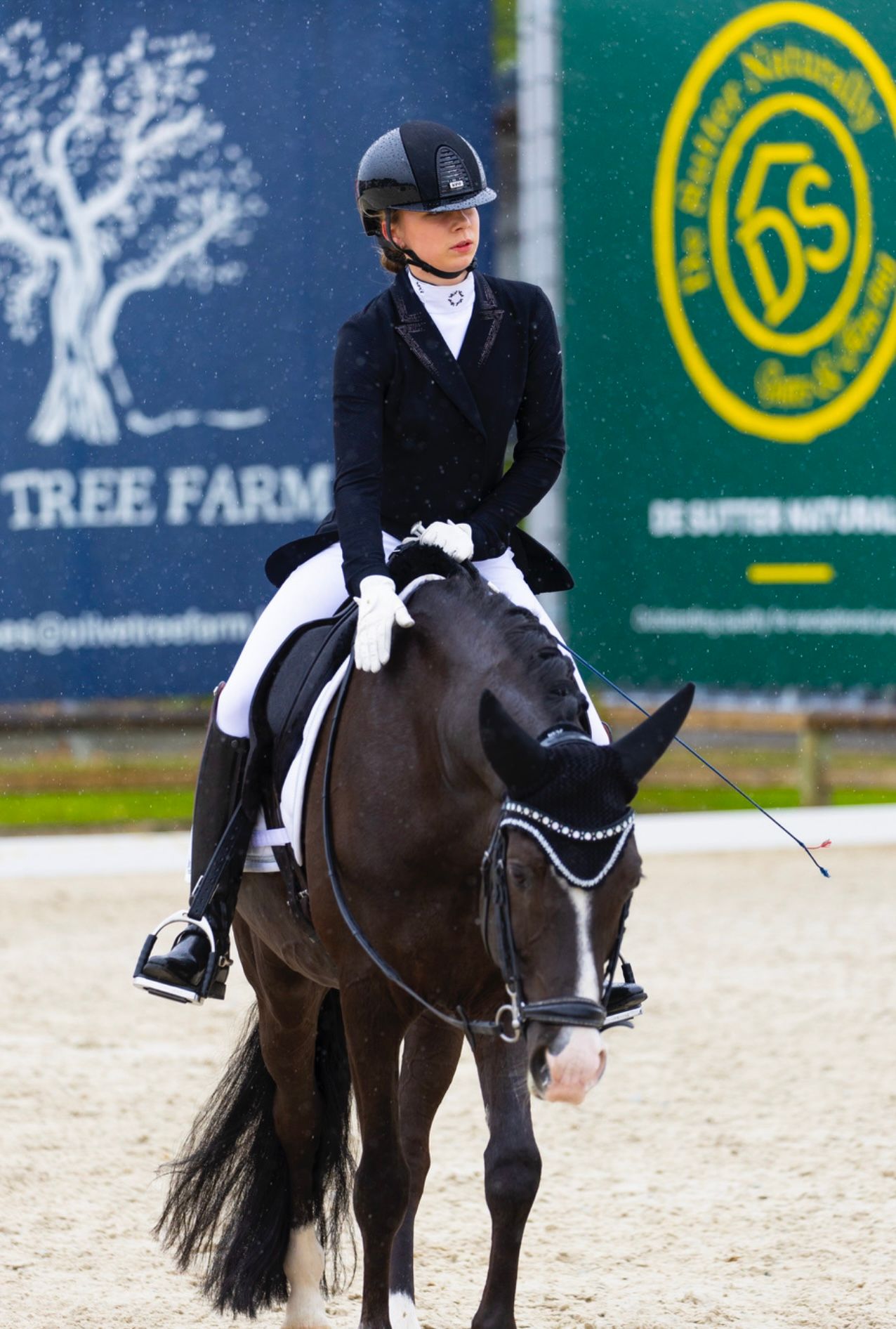 dressuurpony ruin 8 years old zwart for sale - Photo 3