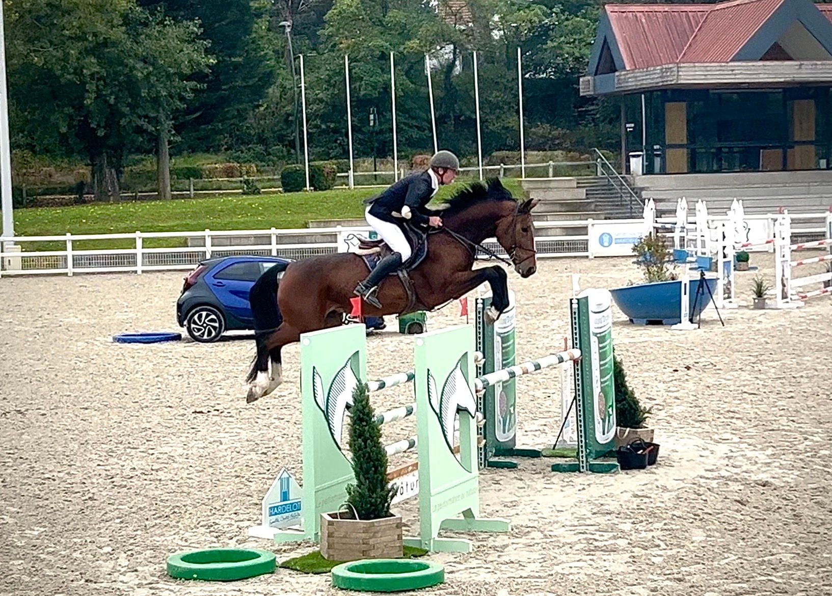 6-year-old bay gelding show jumping