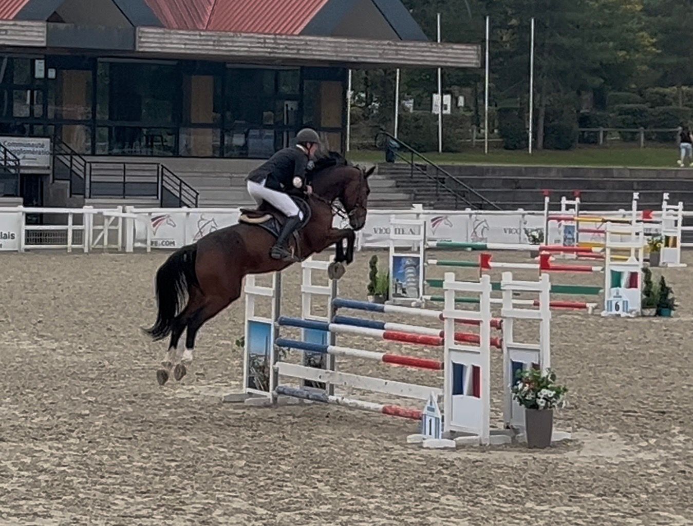 selle-francais springpaard hengst 7 years old bruin for sale - Photo 2