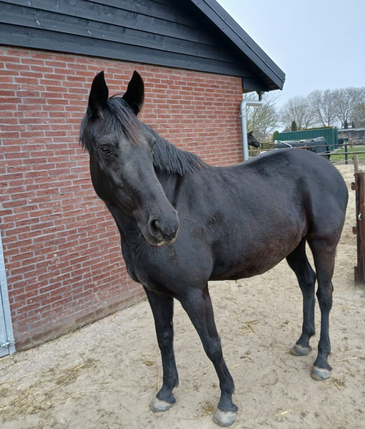 kwpn fokmerrie merrie 9 years old zwart for sale - Main photo