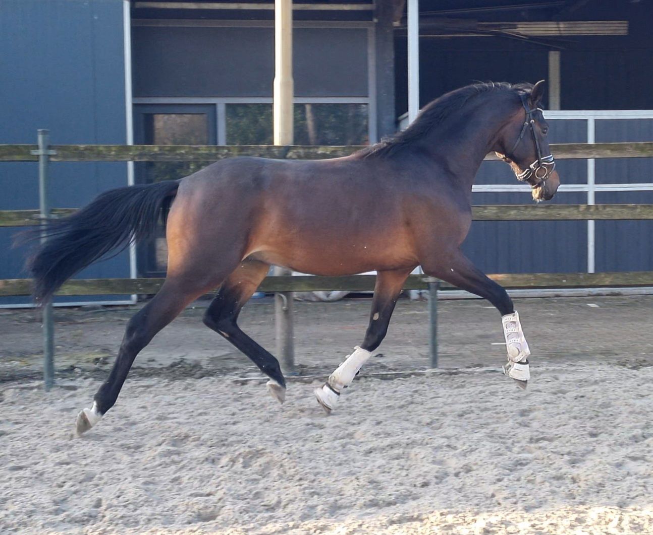 Cavallo di 3 anni da Bloomberg x Johnson