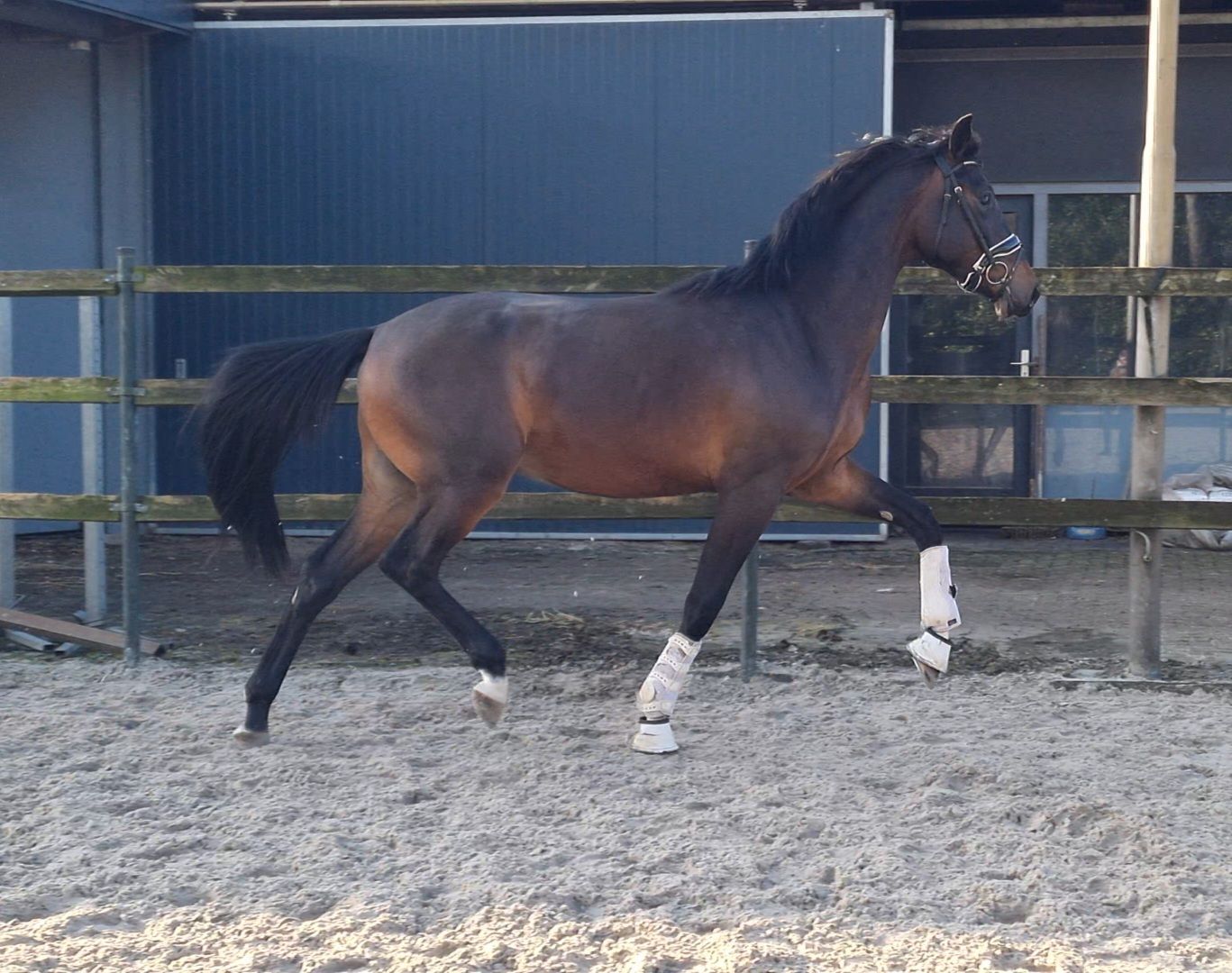 kwpn dressuurpaard hengst 3 anni donkerbruin in vendita - Foto 3