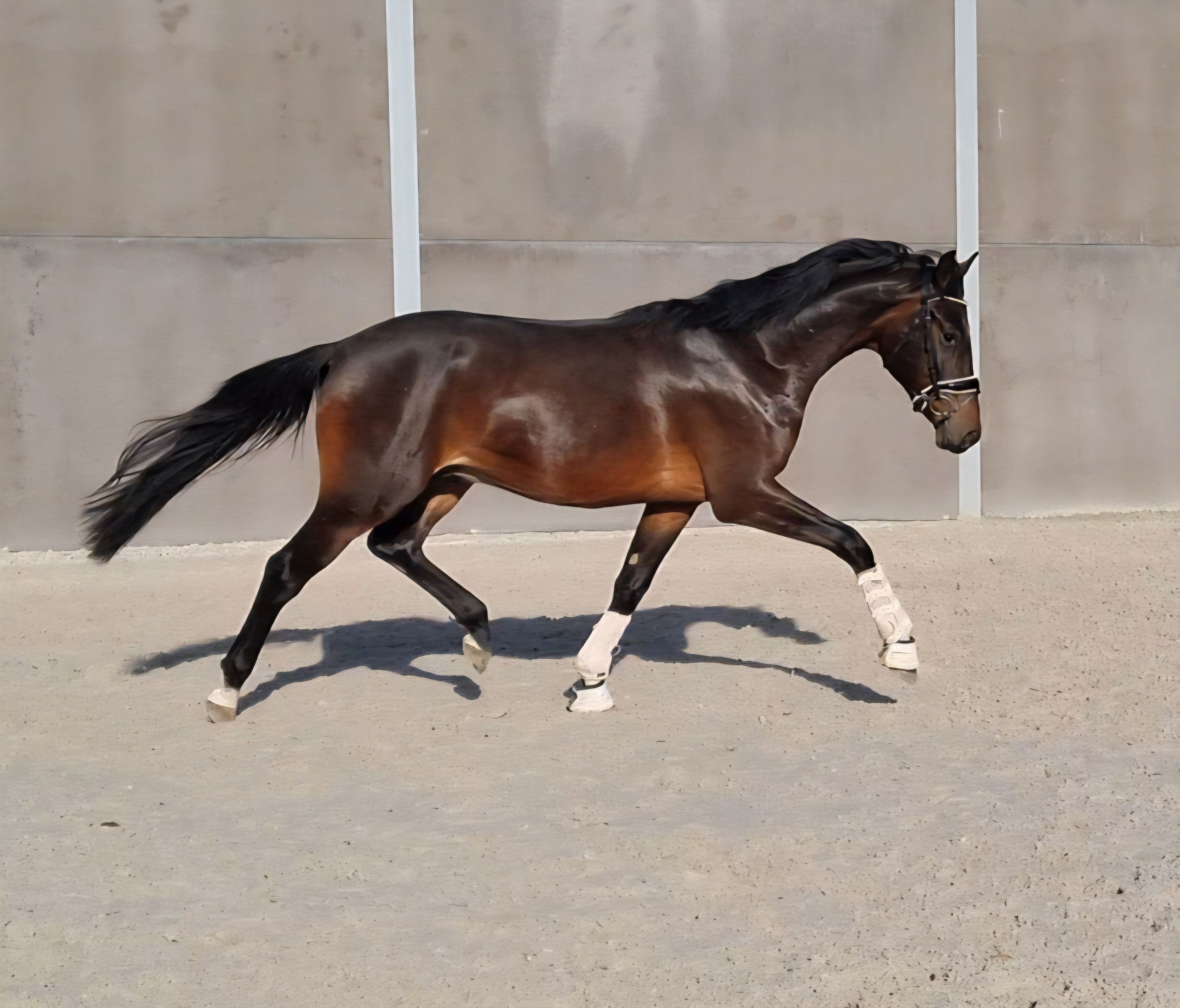 kwpn dressuurpaard hengst 3 anni donkerbruin in vendita - Foto 6