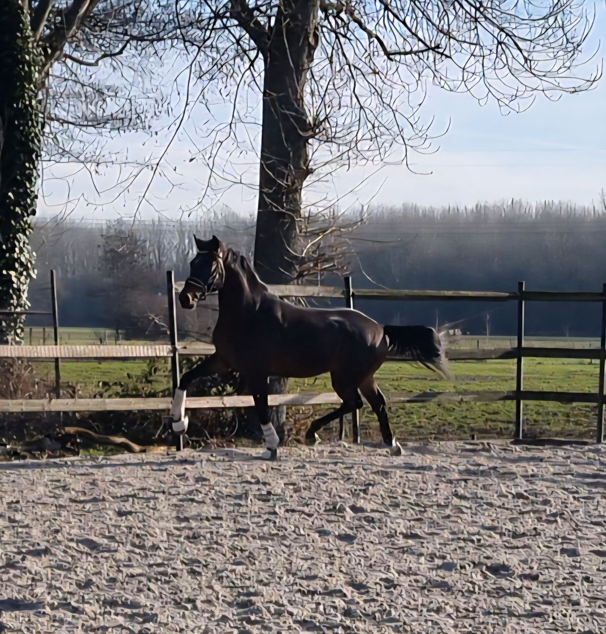 kwpn dressuurpaard hengst 3 anni donkerbruin in vendita - Foto 4