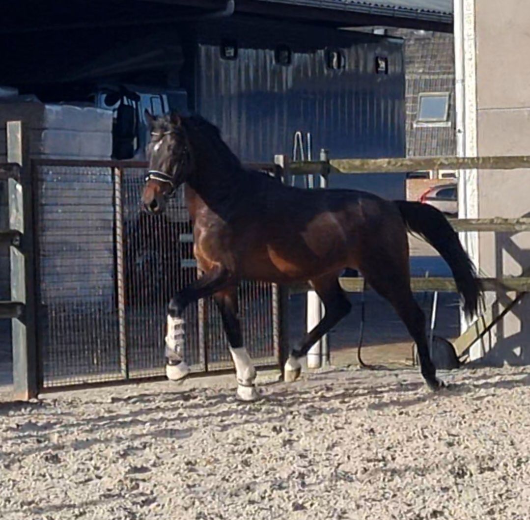 kwpn dressuurpaard hengst 3 anni donkerbruin in vendita - Foto 5