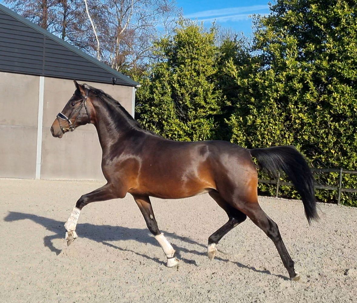 kwpn dressuurpaard hengst 3 anni donkerbruin in vendita - Foto 2