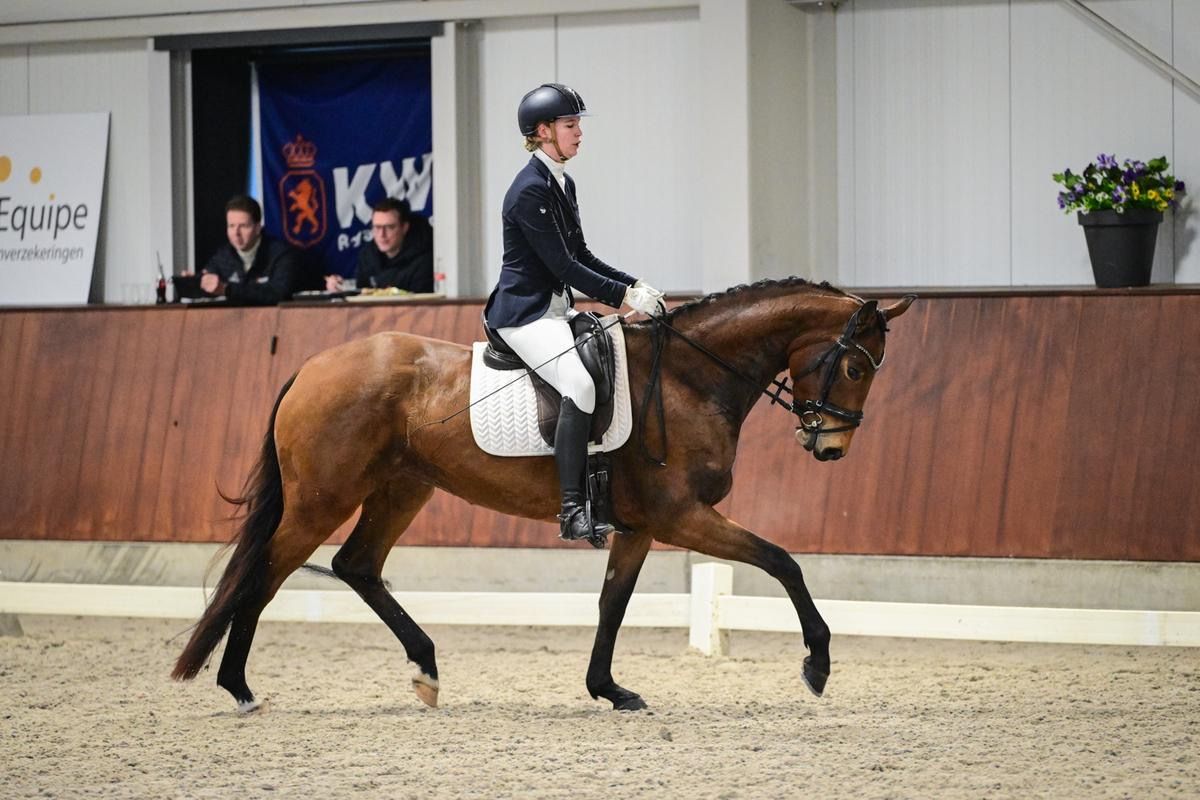 kwpn dressuurpaard merrie 4 years old bruin for sale - Main photo