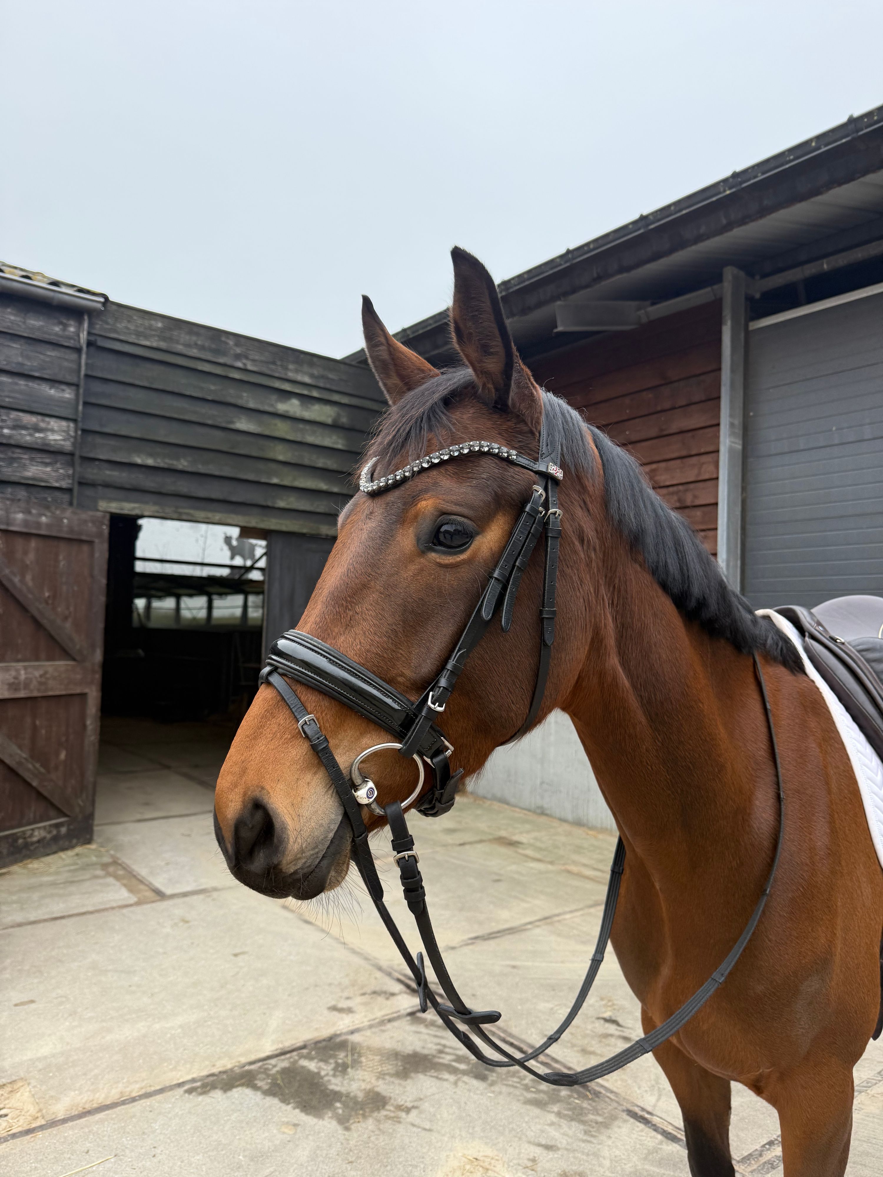 kwpn dressuurpaard merrie 4 years old bruin for sale - Photo 2