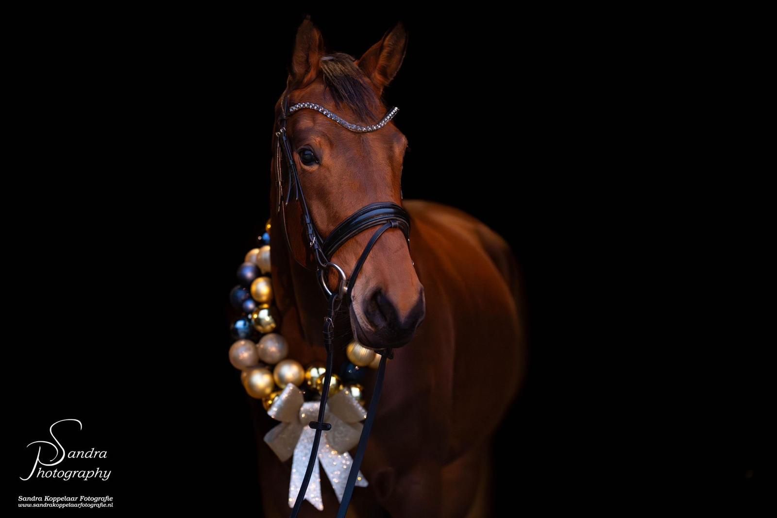kwpn dressuurpaard merrie 4 years old bruin for sale - Photo 3