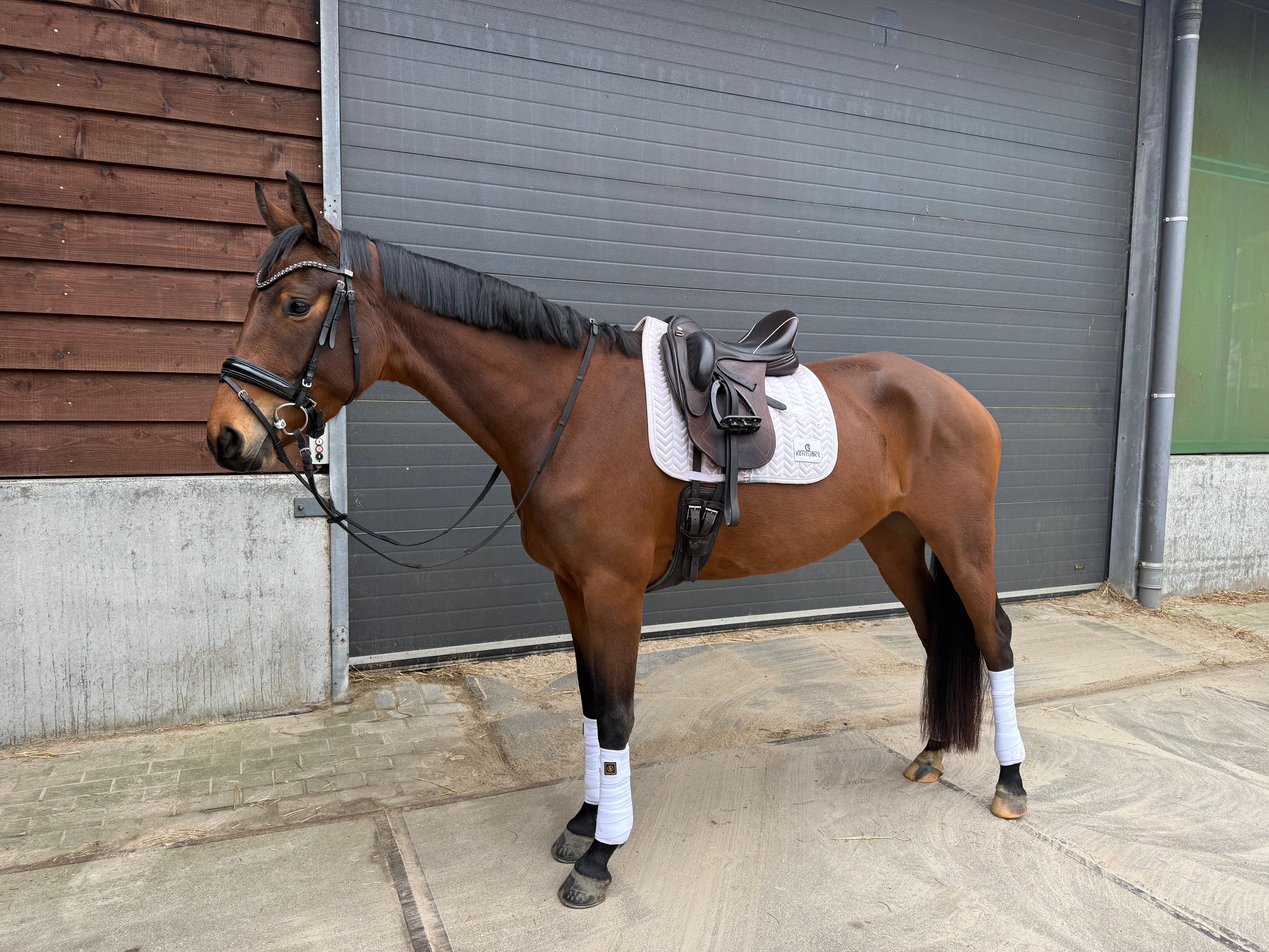 kwpn dressuurpaard merrie 4 years old bruin for sale - Photo 4