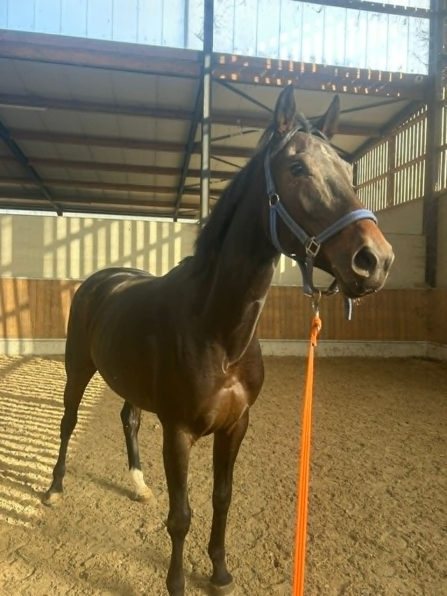 zangersheide springpaard merrie 7 years old donkerbruin for sale - Main photo