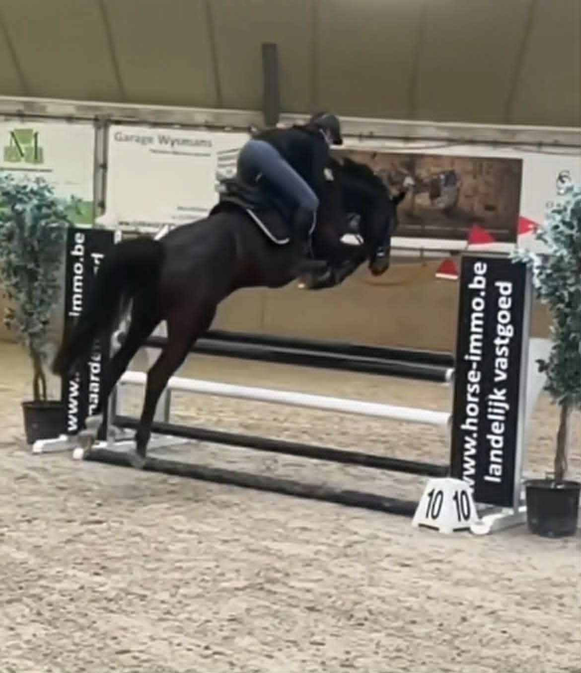 zangersheide springpaard merrie 7 years old donkerbruin for sale - Photo 2
