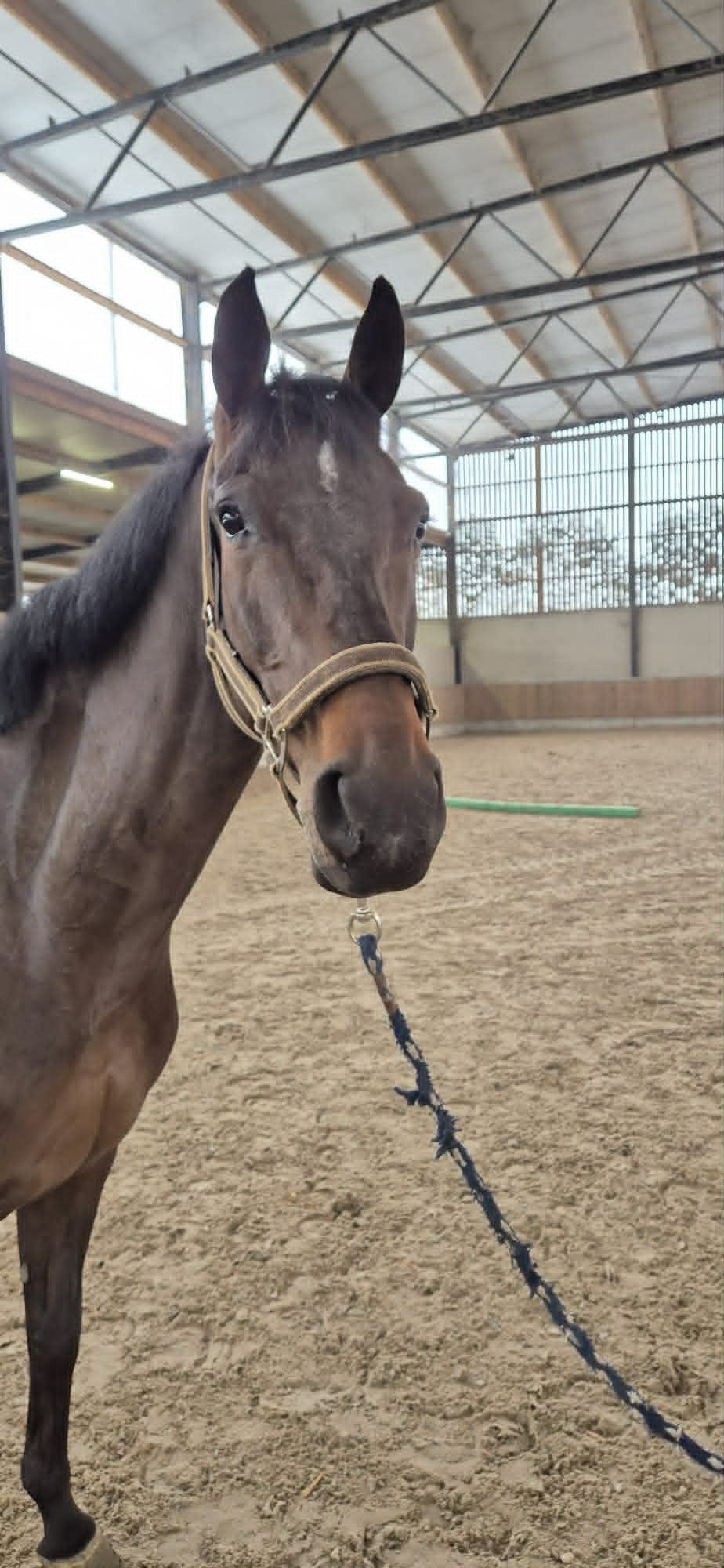 zangersheide springpaard merrie 7 years old donkerbruin for sale - Photo 6
