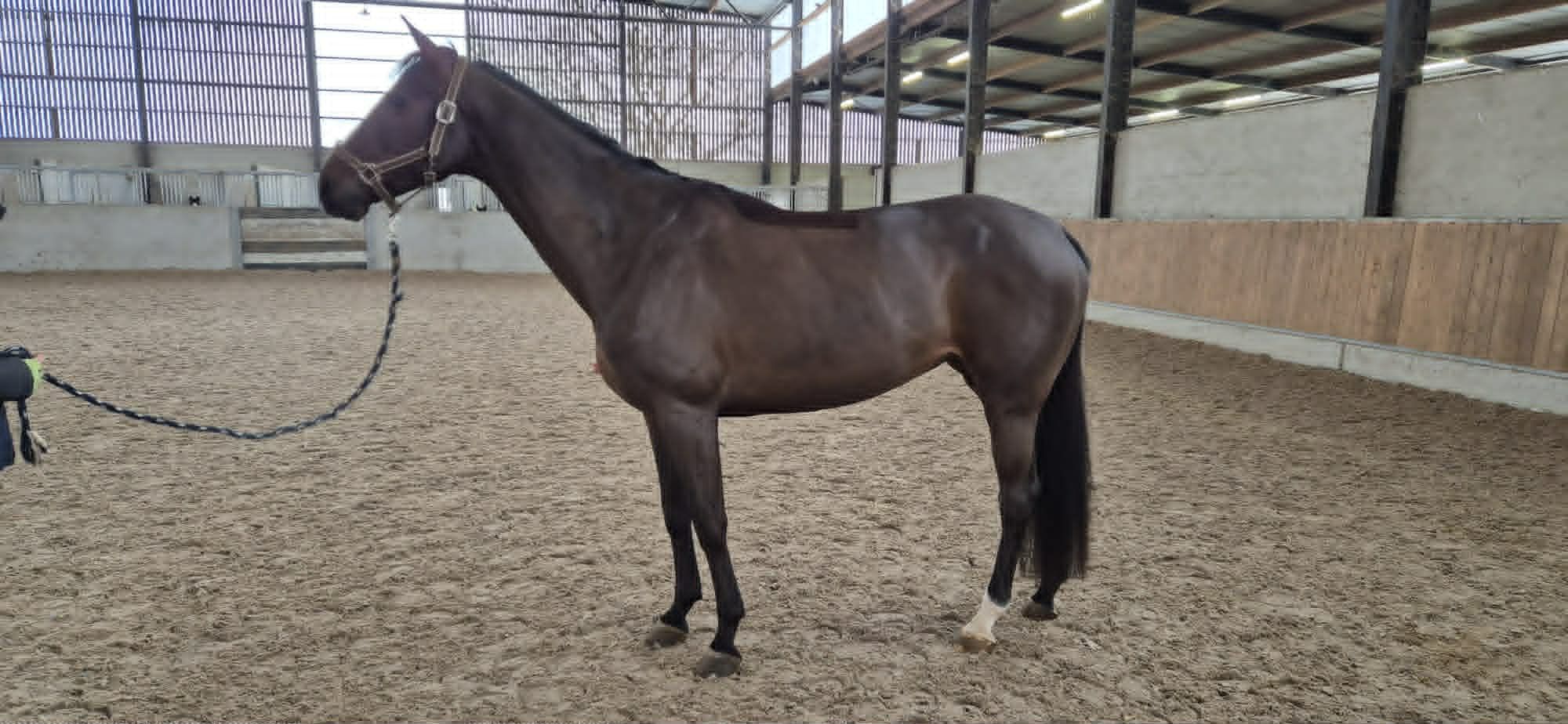 zangersheide springpaard merrie 7 years old donkerbruin for sale - Photo 5
