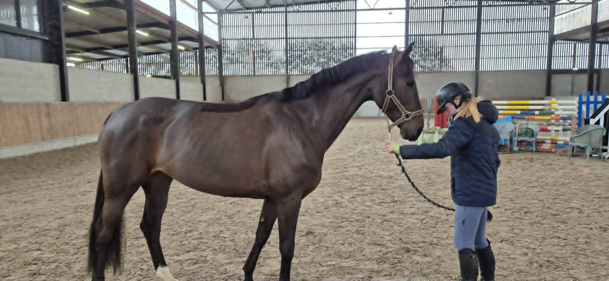 zangersheide springpaard merrie 7 years old donkerbruin for sale - Photo 4