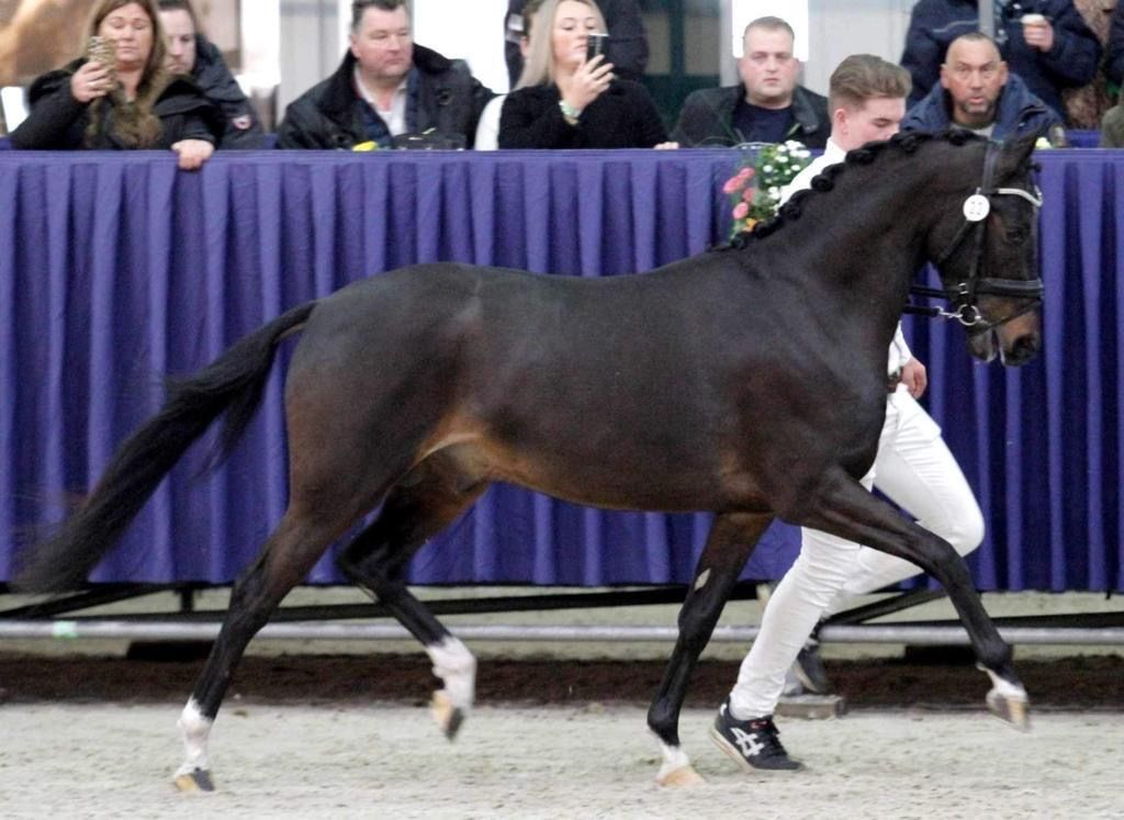 welsh-cob allround-pony ruin 8 سنوات donkerbruin للبيع - صورة 2