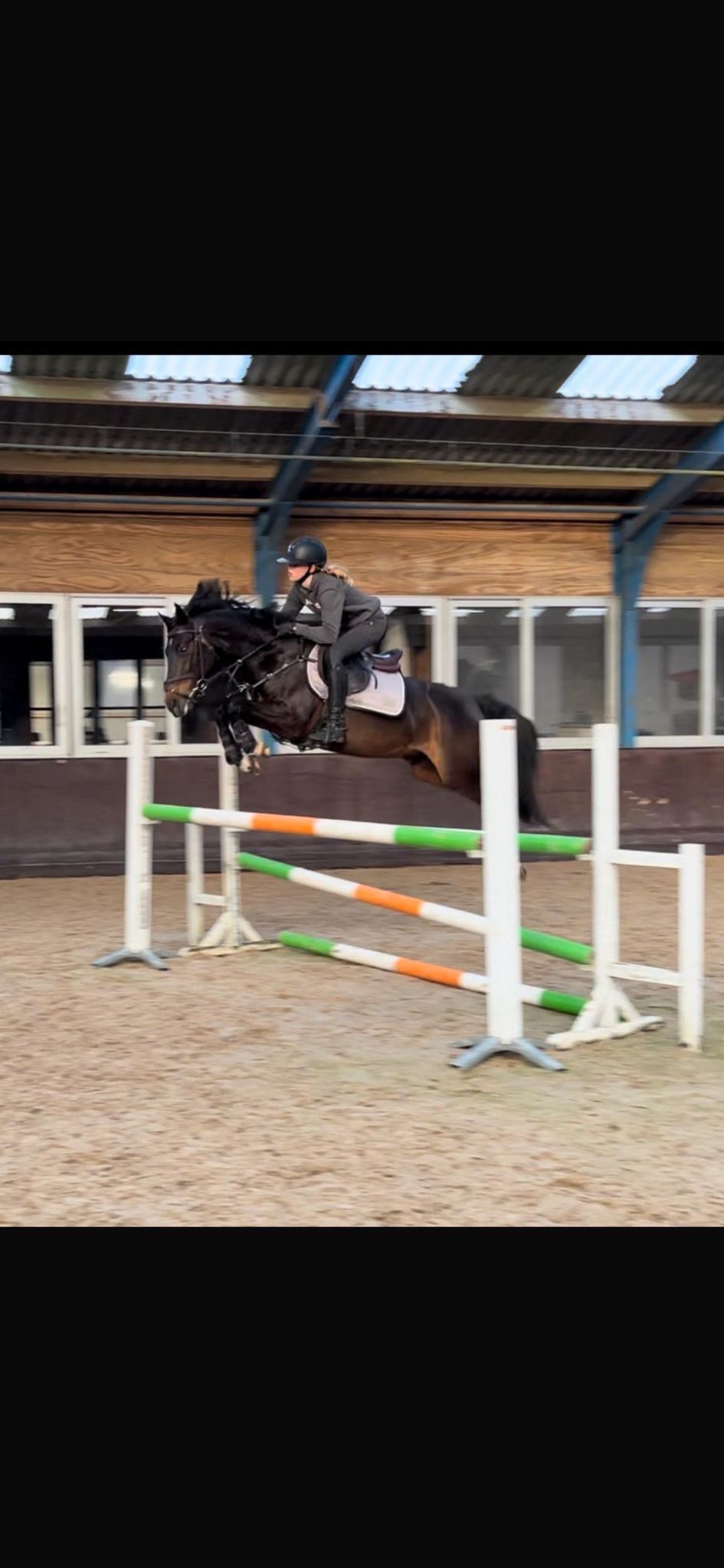 welsh-cob allround-pony ruin 8 سنوات donkerbruin للبيع - صورة 4
